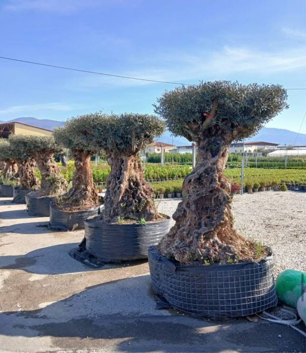 Plante ornamentale de diferite varietatii