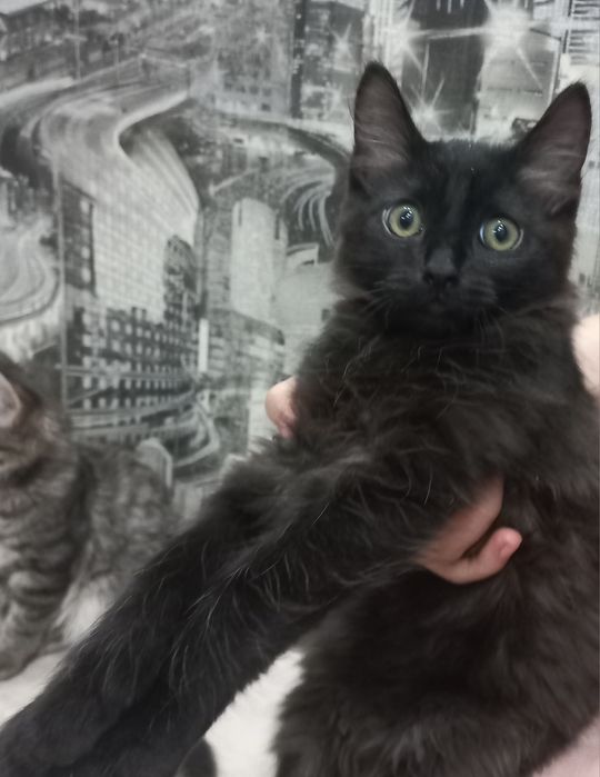 Отдадим Котят, в хорошие и добрые руки