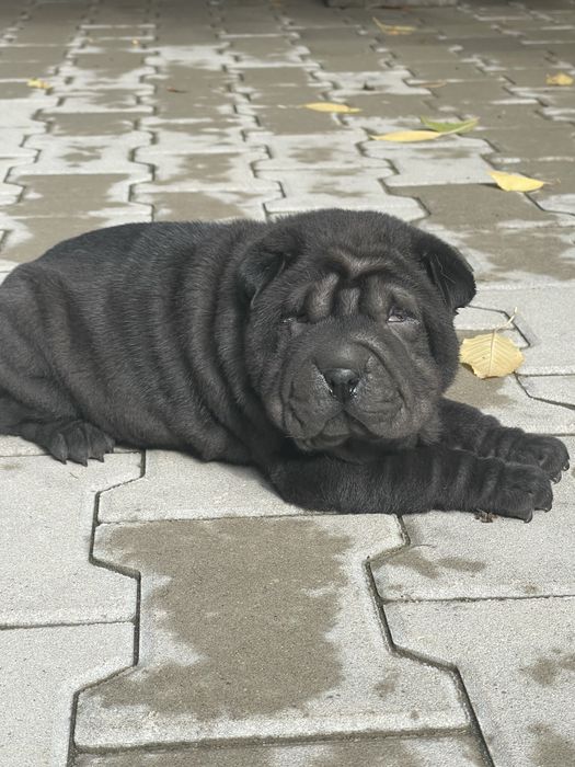 Femela din rasa sharpei