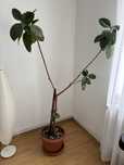 Vand Ficus 2metri inaltime