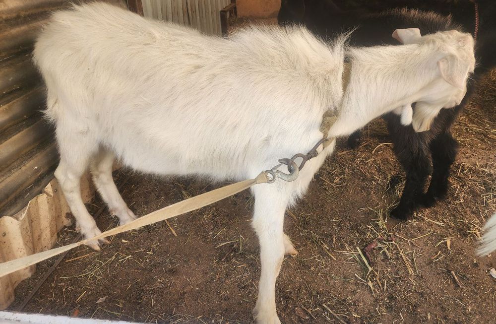 Эчки сотилади нар