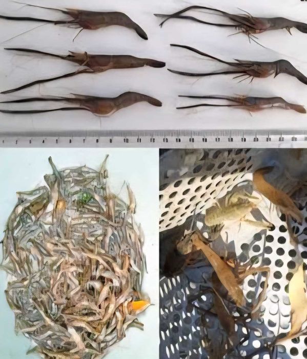 Creveti asiatici de apa dulce
