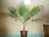 Продавам палми - Вашингтония Филифера - Washingtonia filifera