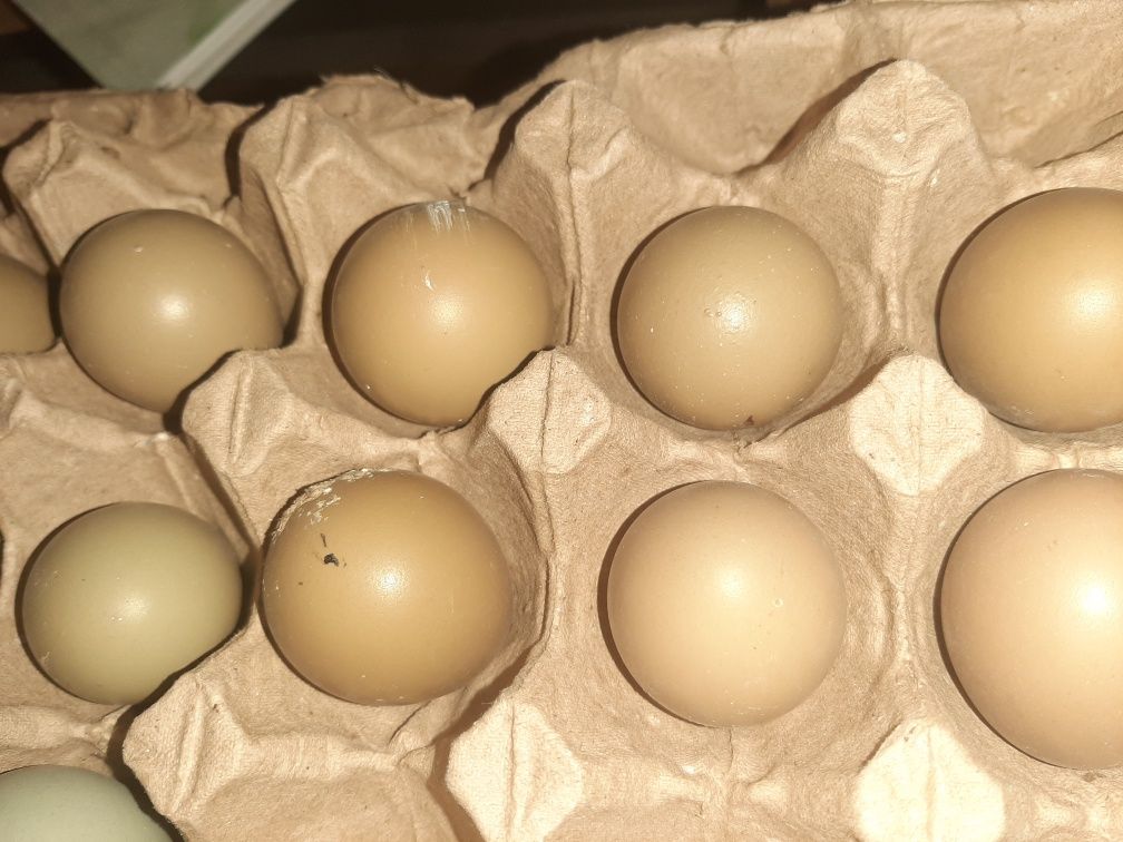 Инкубационные яйца фазан охотничий и кеклик иранский свежие