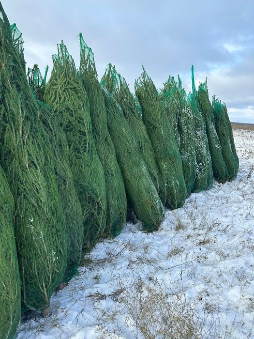 Ель, Ёлочка, Ель Оптом, Ёлка