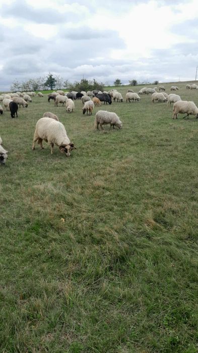 Vând oi bune de ținut