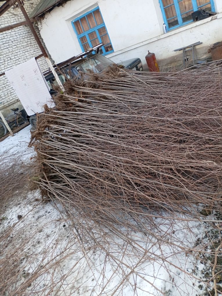 Yashil makon uchun kochatlar