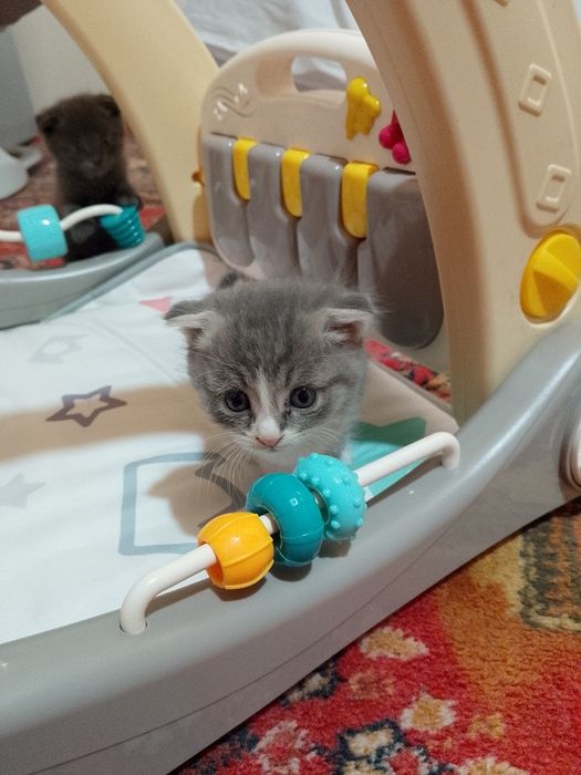 Котята скотиш фолд