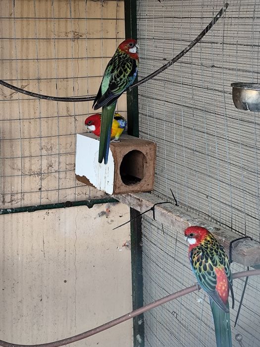 Чифтове розелиии