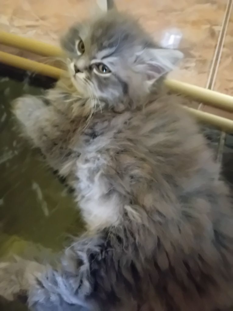 Персийски котки  на два месеца