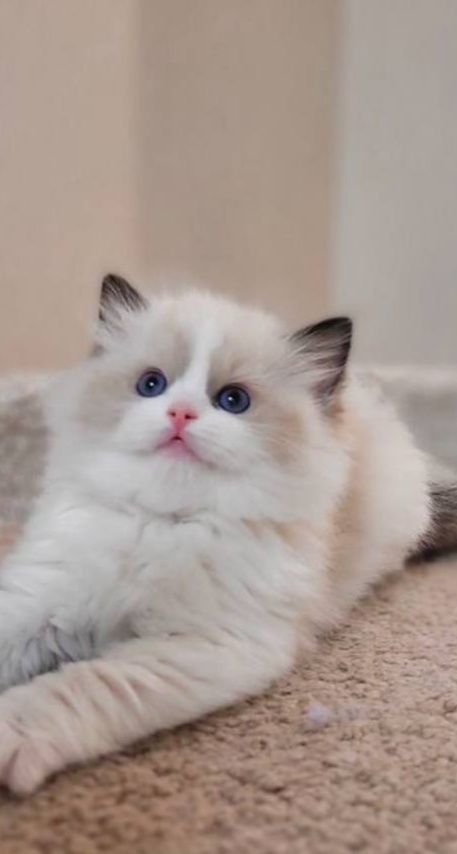 Регдоллы чистокровные!!