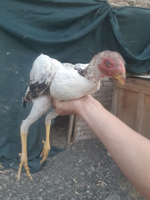 Daken tovuq joja 3oylik kelishamz