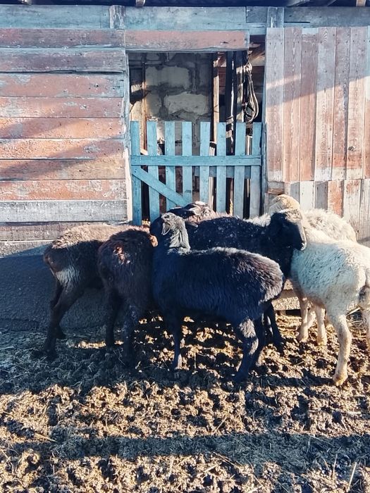 Продам тоқты ягнёнки