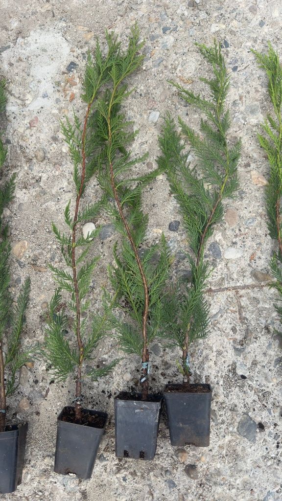 Tuia.  Chiparos  leylandii (cel mai frumos gard viu )