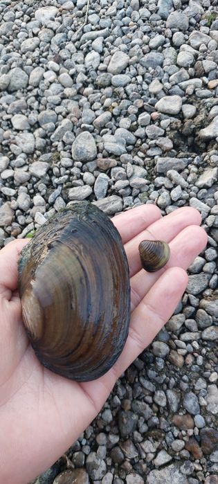 Scoici vii pentru pescuit,iazuri sau acvarii