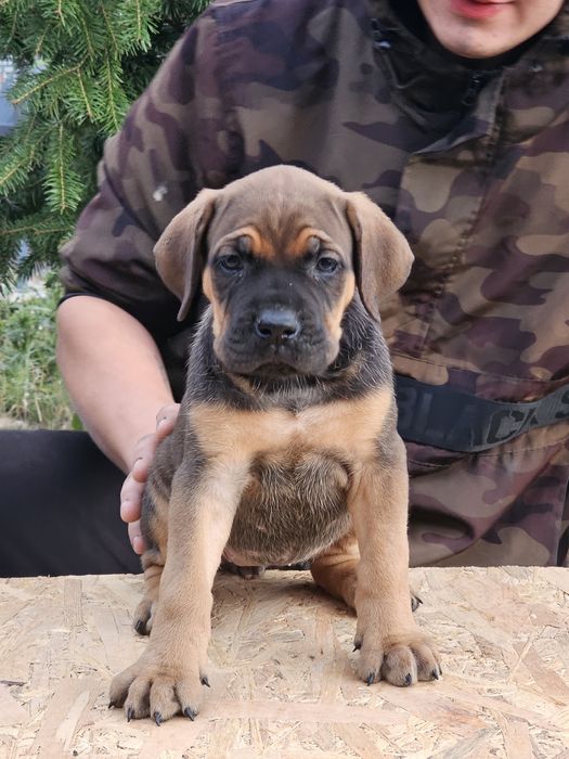 Căței cane corso
