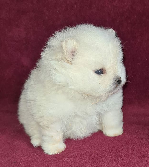 Продам шикарных щенков померашек