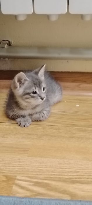 Котенок серый милый
