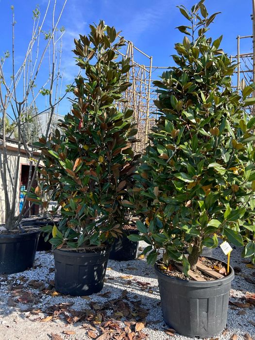 Magnolia grandiflora