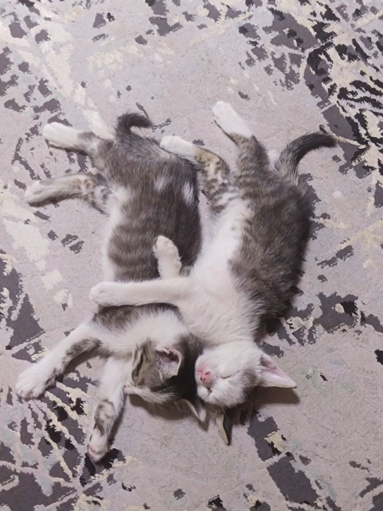 Домашние котята, мыргаулар