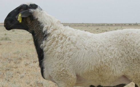 Қосшы Қой, Баран. Тоқты, Кой, Бараны