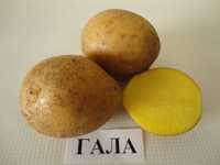 Семена картофеля ГАЛА 2 РС
