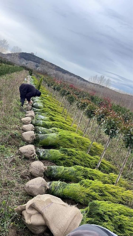 Copaci Foiose Conifere Plante Ornamentale