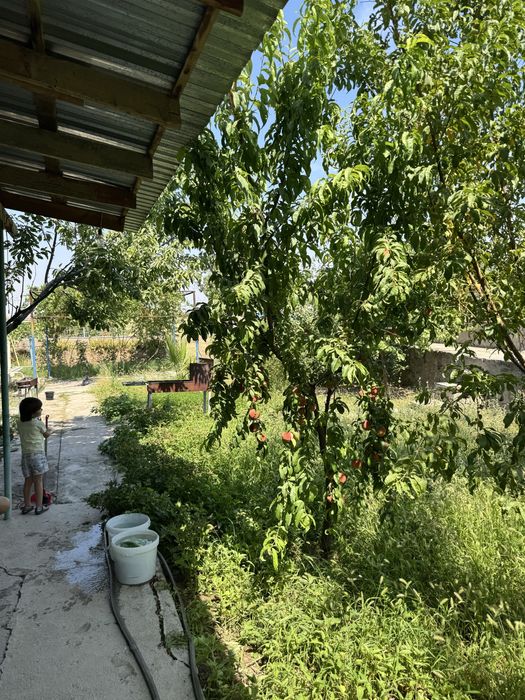 Дача сотилади сой буйида  жойлашган 25 сотикли дача сотилади