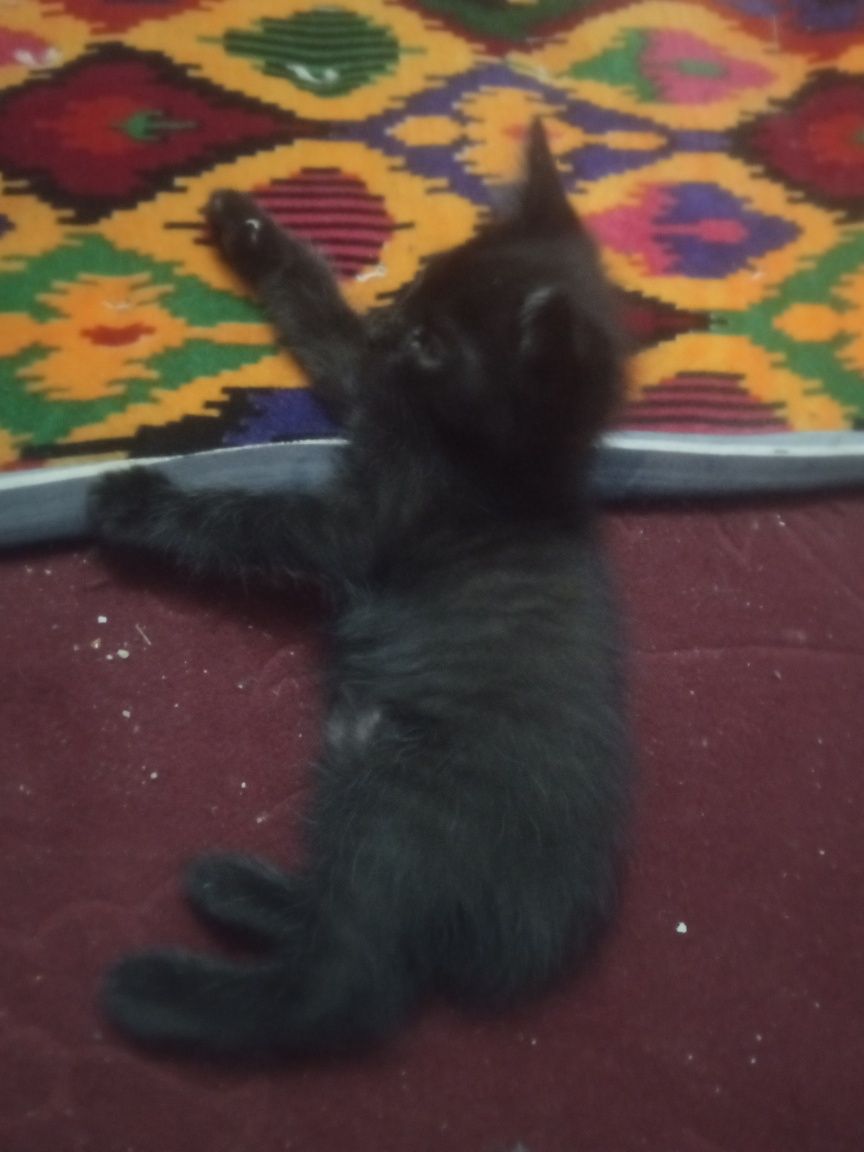 mushuk bolalari bor 3 tasi qopqora 1 tasi oq aralaw
