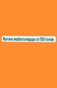 Жабагылар/тайлар от 50 голов