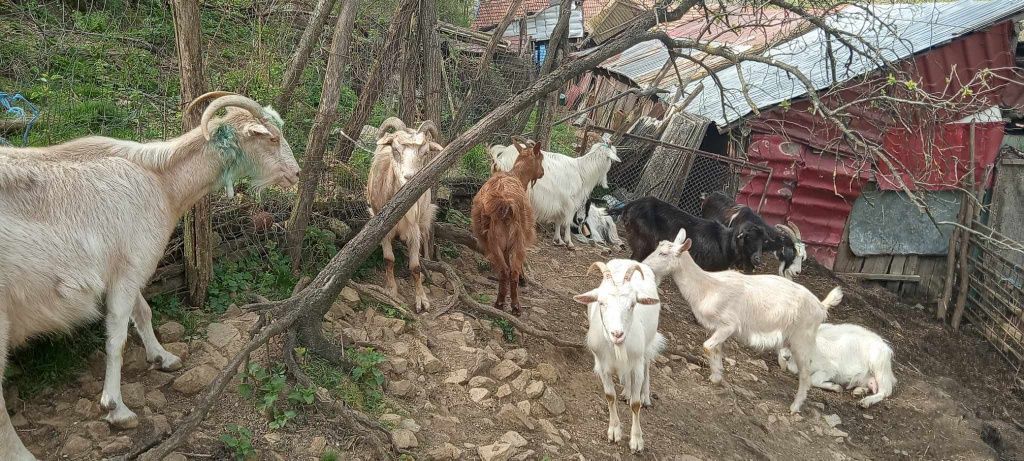 Capre de vânzare la Gârliște