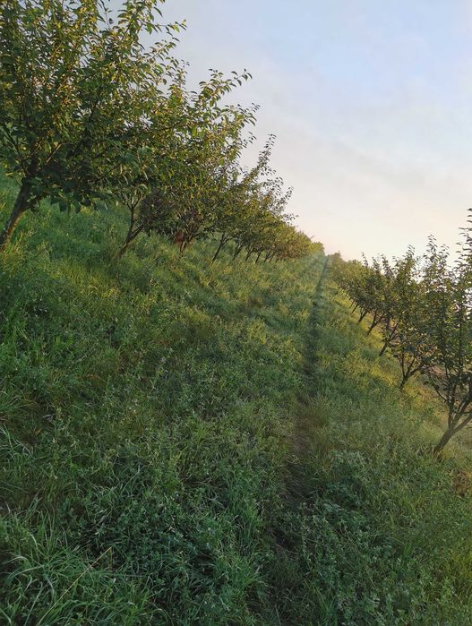 Vând livadă tânără pe rod