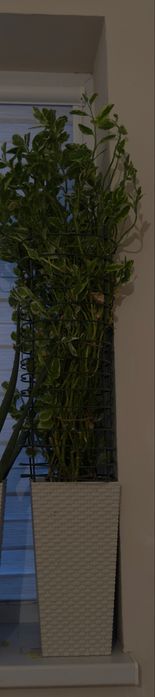 Комнатный цветок большой.