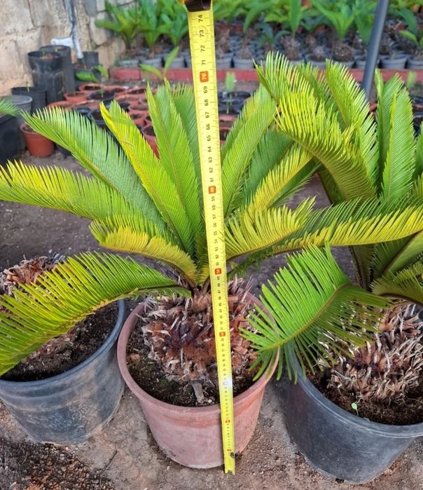 Vând palmieri din Spania Cycas Revolut
