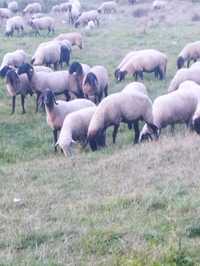 Vand 200 de oi sârbesti si bulgăresti