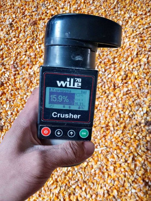 Кукуруза Фуражная Крупнозерновая - Makkajo'xori - Маккажухори