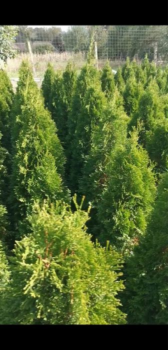 Vând Tuia  smaragd pepiniera proprie