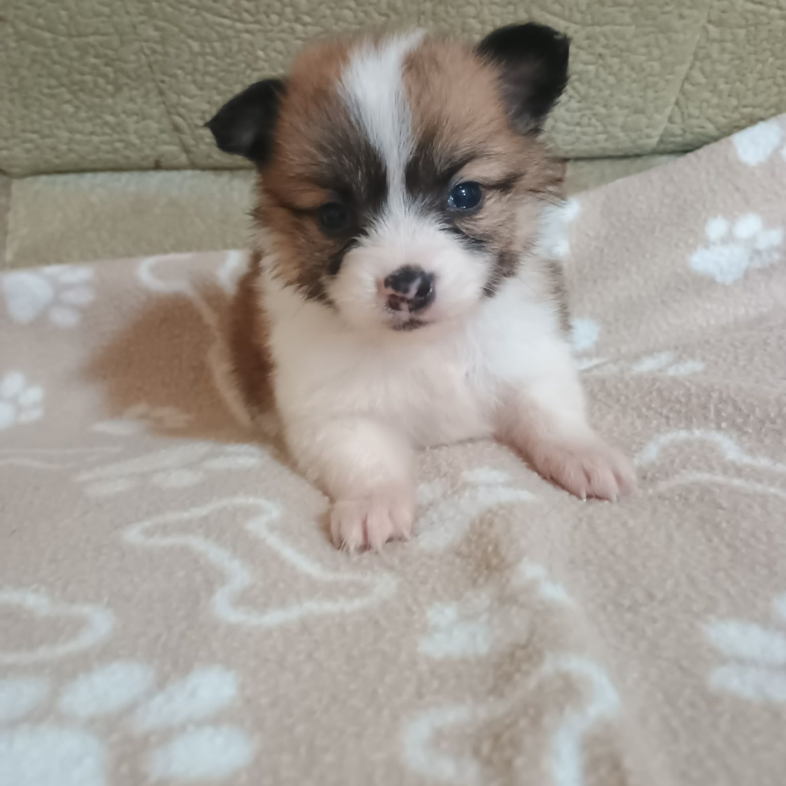 Cățeluși Pomchi Talie Mica