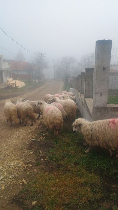 Oii Miei Berbeci de vînzare
