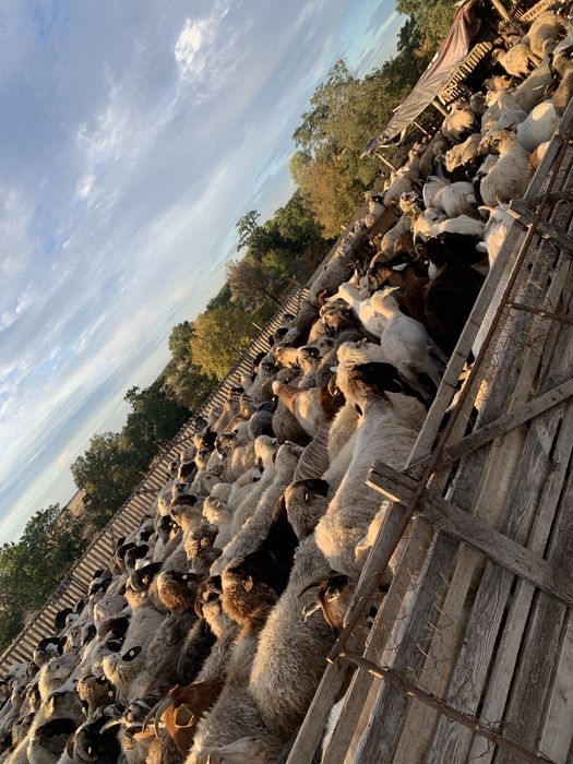 Vindem un lot de oi sanatoase,bine ingrijite ,de rasa mixta ,