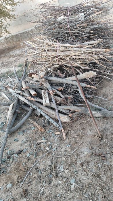 Отын бар кургак ериктин шакалары