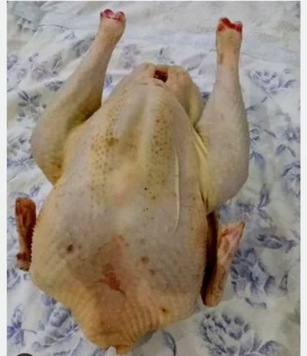 Индюк . курке так.