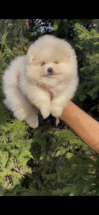 Померан померани