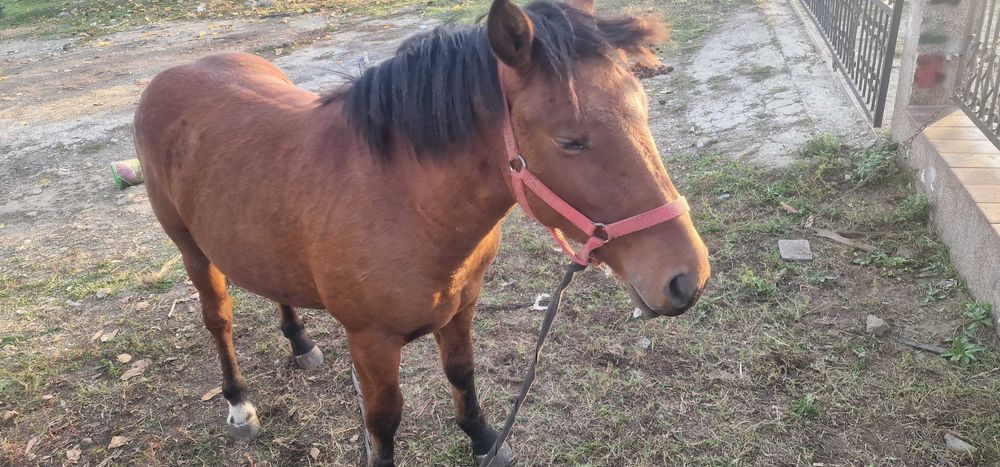 Manz,11 luni ,semi-greu