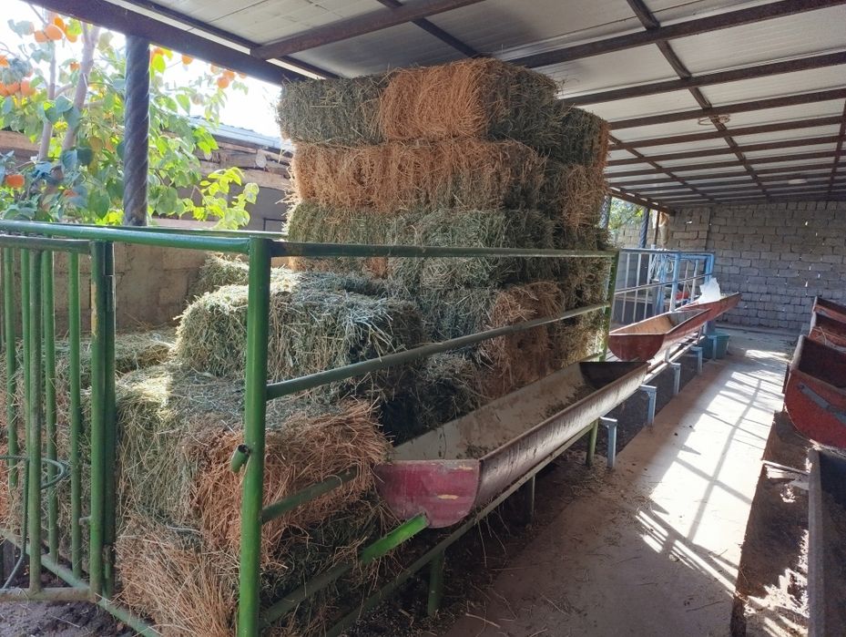 Qoʻyxona sotiladi bu