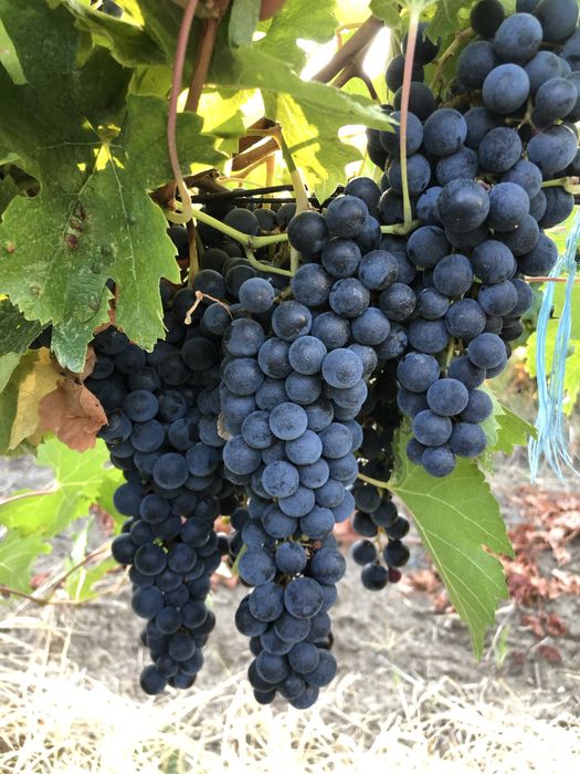 Vand struguri de vin