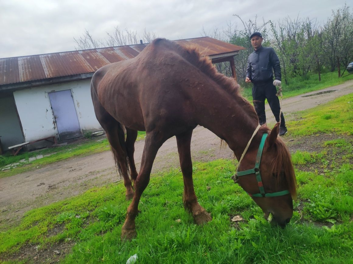 Айгыр сегиз жасар семиз 2ай жемде тур