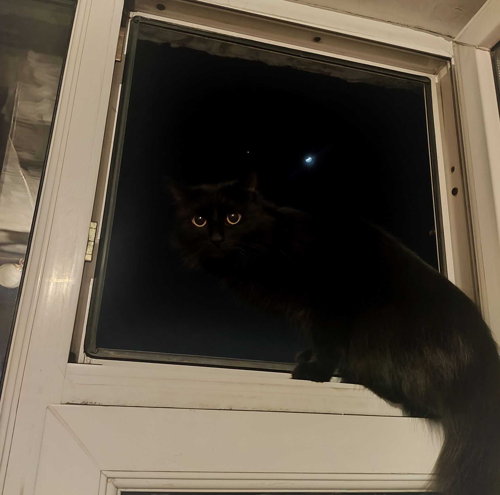 Кошечка ищет дом!