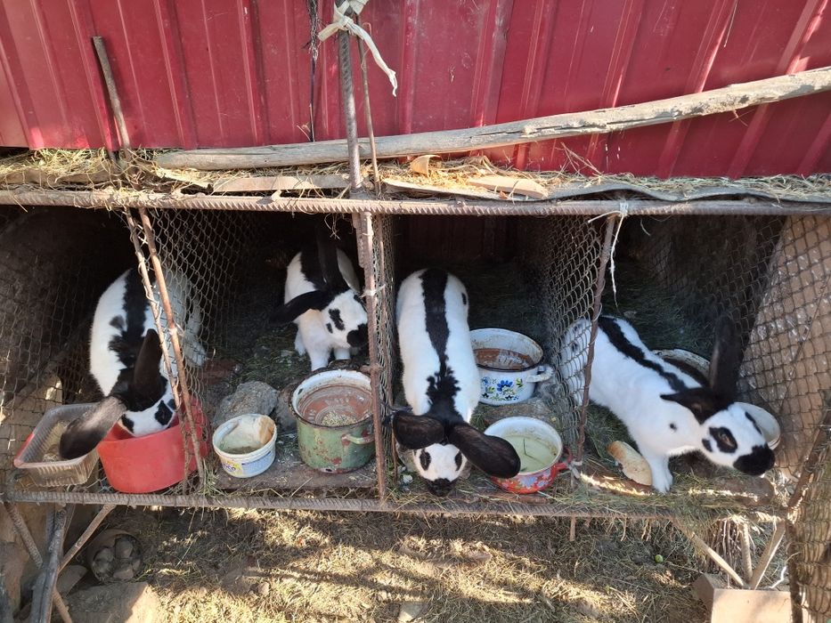 Vând iepuri fluture german rasa pură