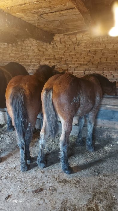 " Vând urgent 2 manzuții de 4 si 5 luni .mânzuta și mânz